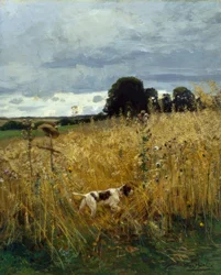 At the Grain Field